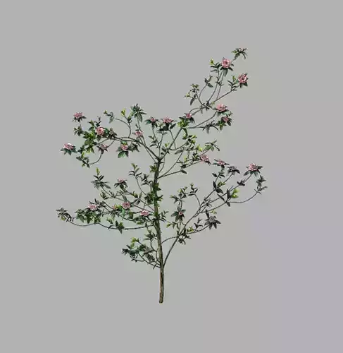 Huashan - plant - wildflower 01