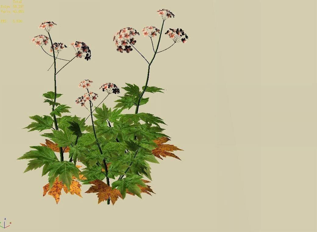 Huashan - Plants - Wildflowers 02 3D model_3