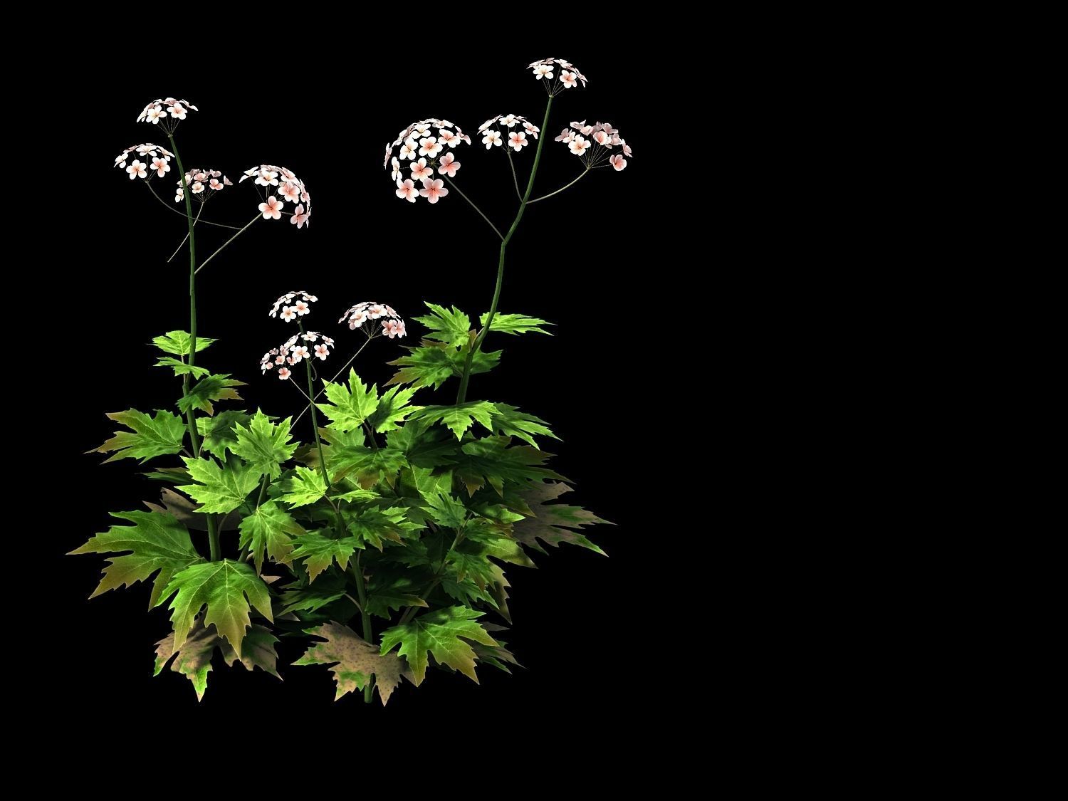 Huashan - Plants - Wildflowers 02 3D model_1
