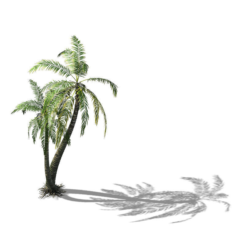 Huangguoshu Waterfall - Coconut Tree 02 3D model_1