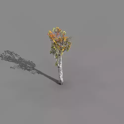 Empty mulberry - birch 02