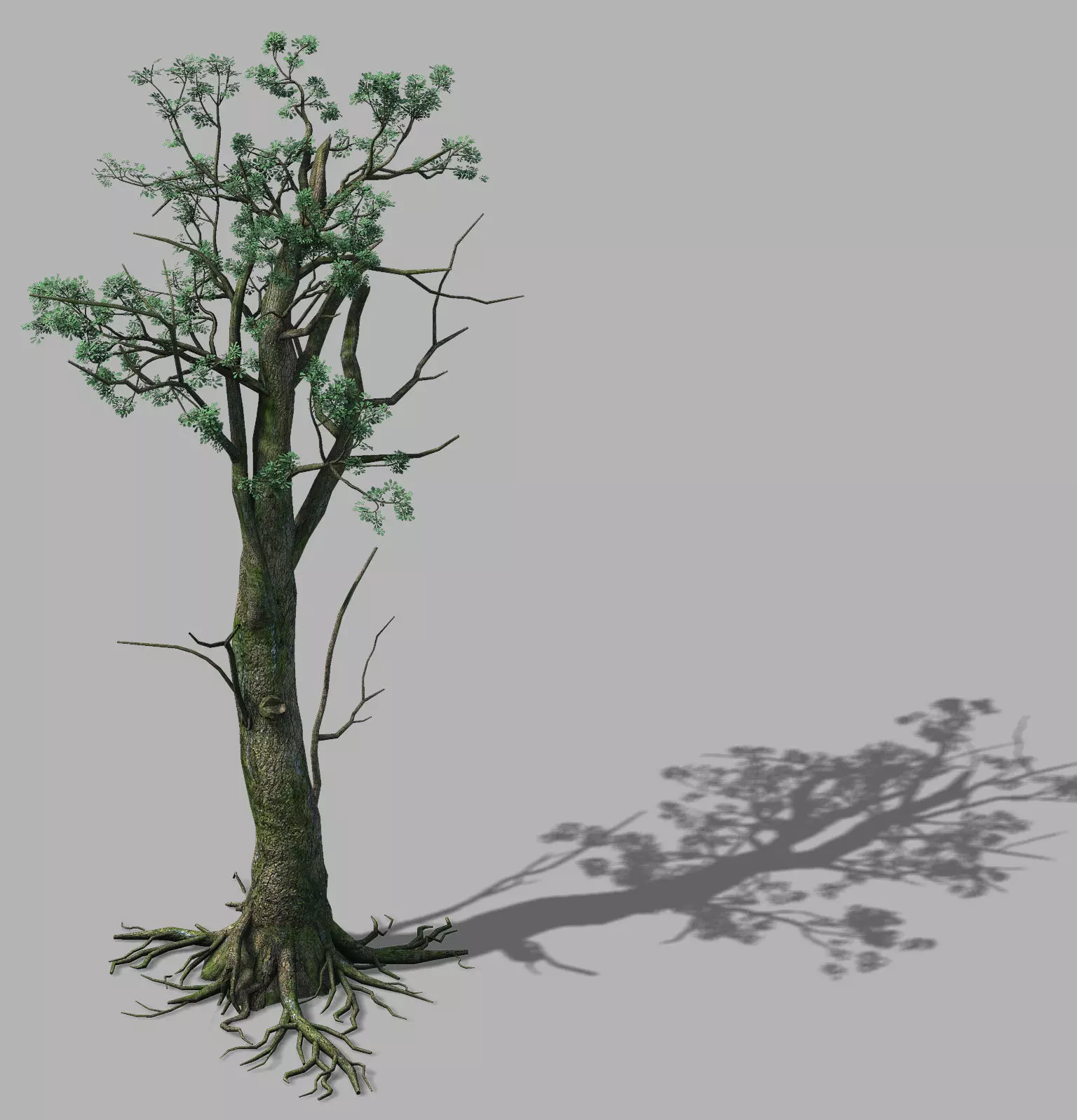Mountain Hengshan - tree 02 3D model_0