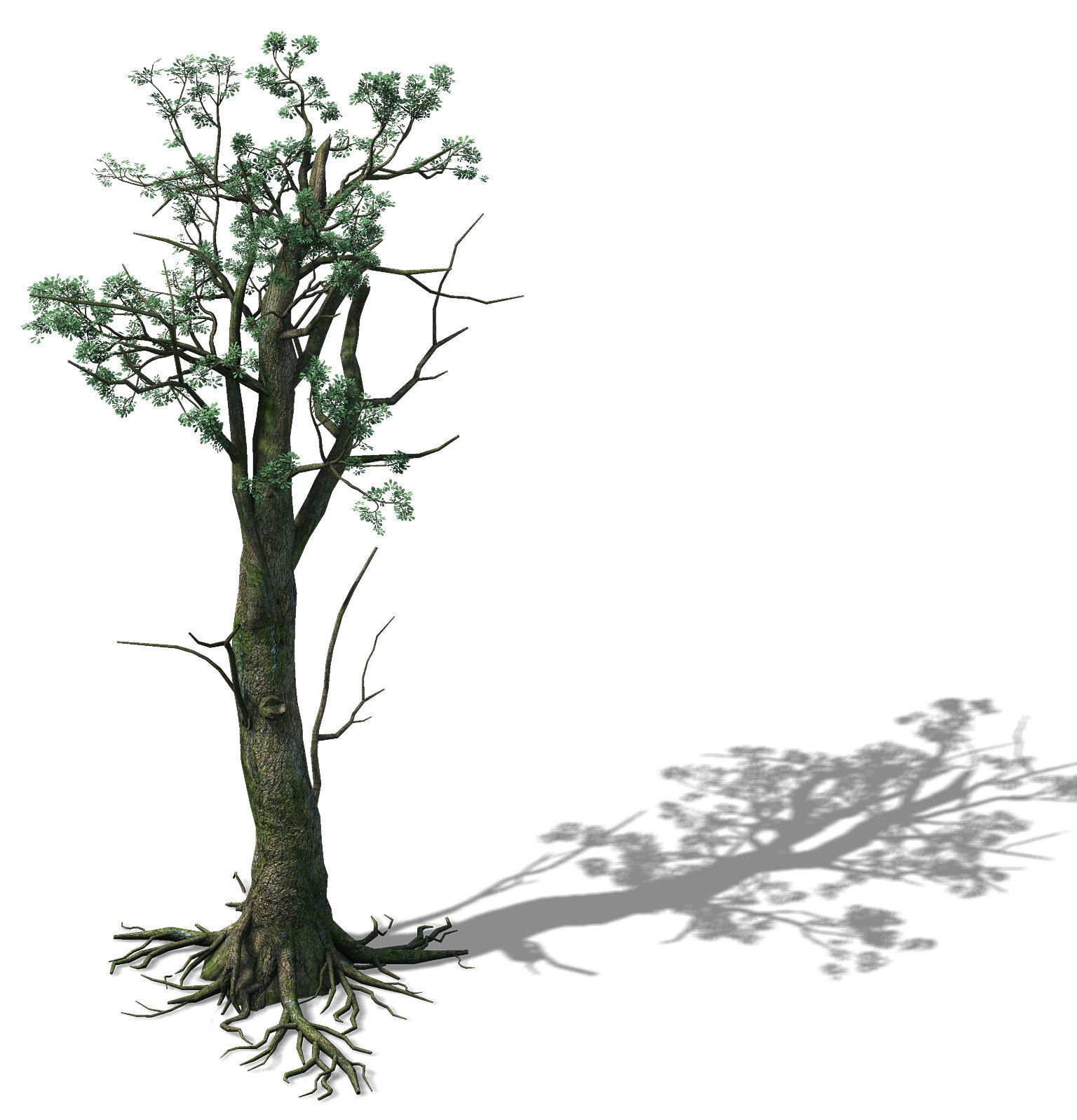 Mountain Hengshan - tree 02 3D model_1