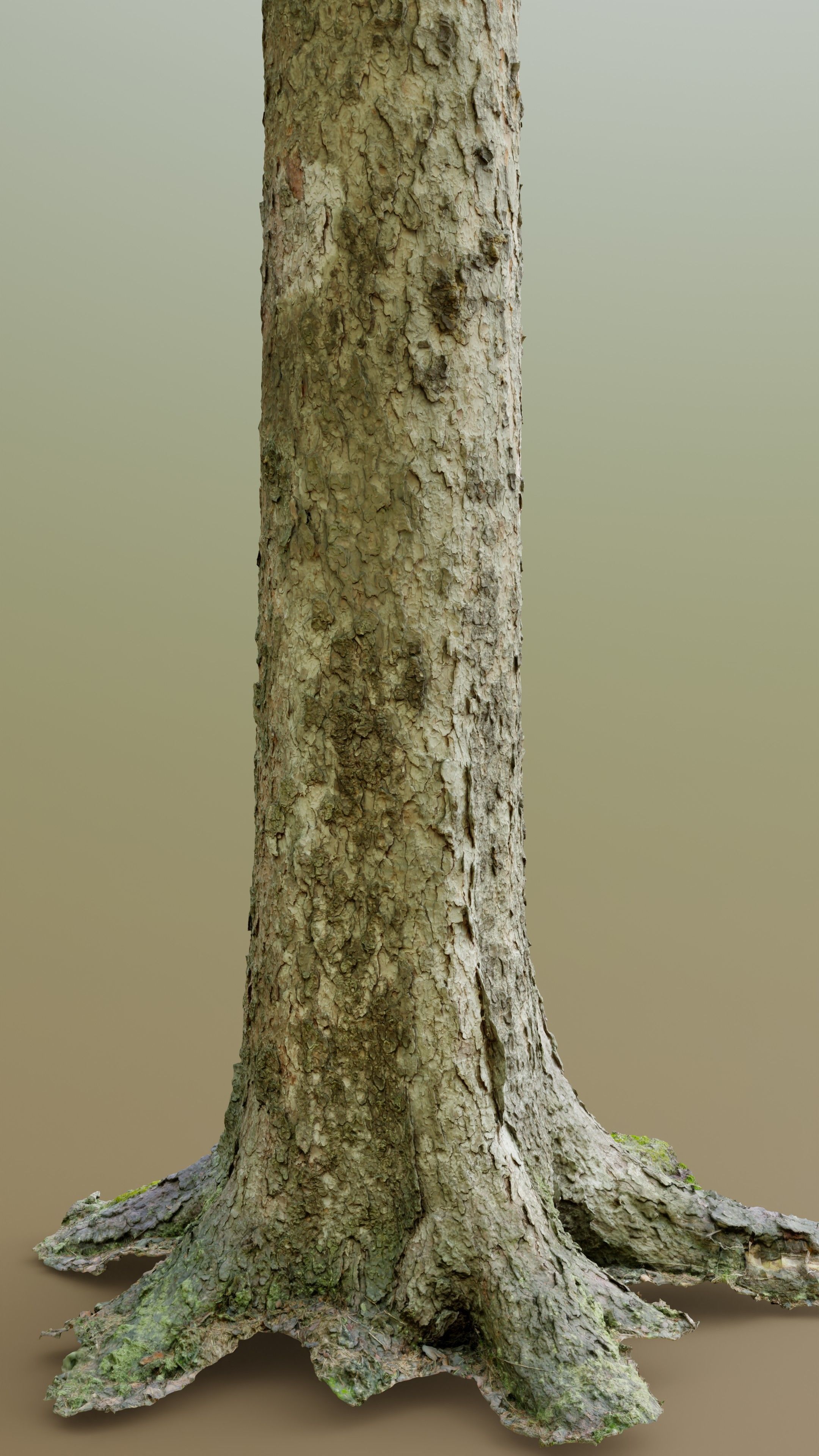 Spruce Tree Trunk Low-poly 3D model_6