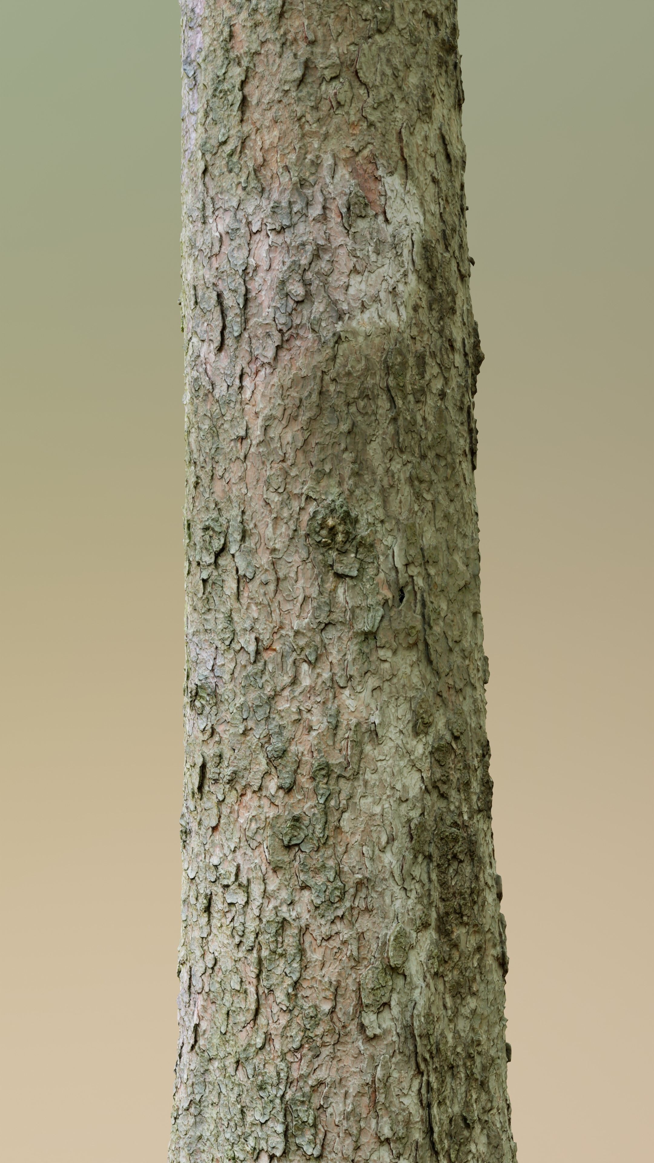 Spruce Tree Trunk Low-poly 3D model_10
