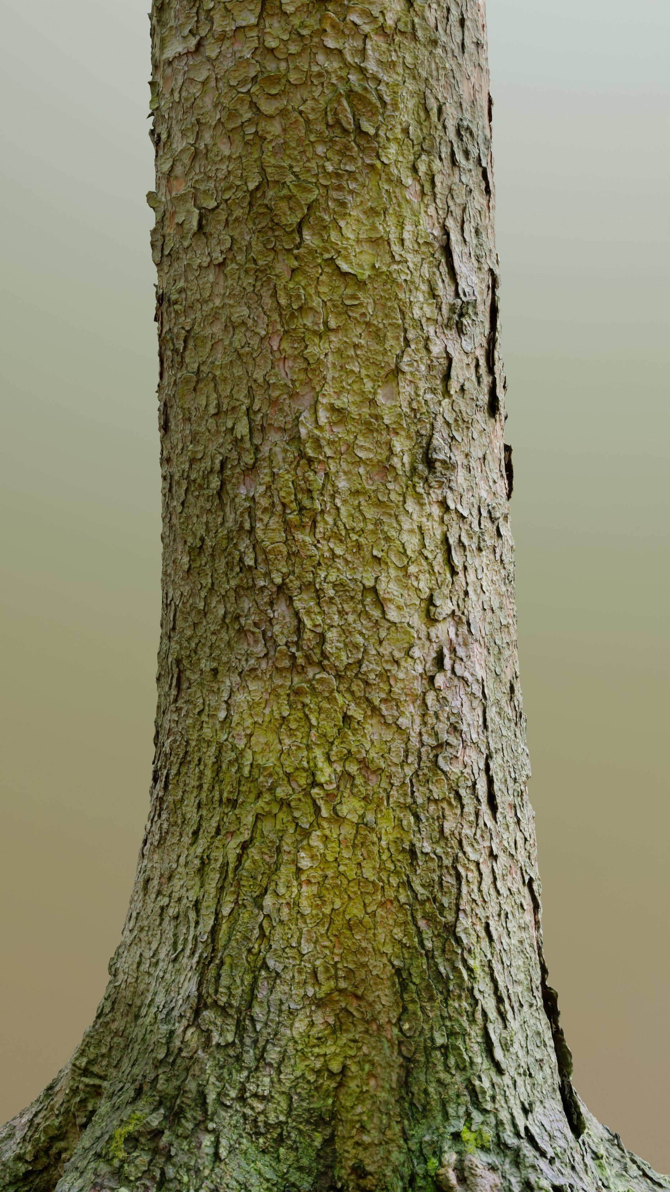 Spruce Tree Trunk Low-poly 3D model_4