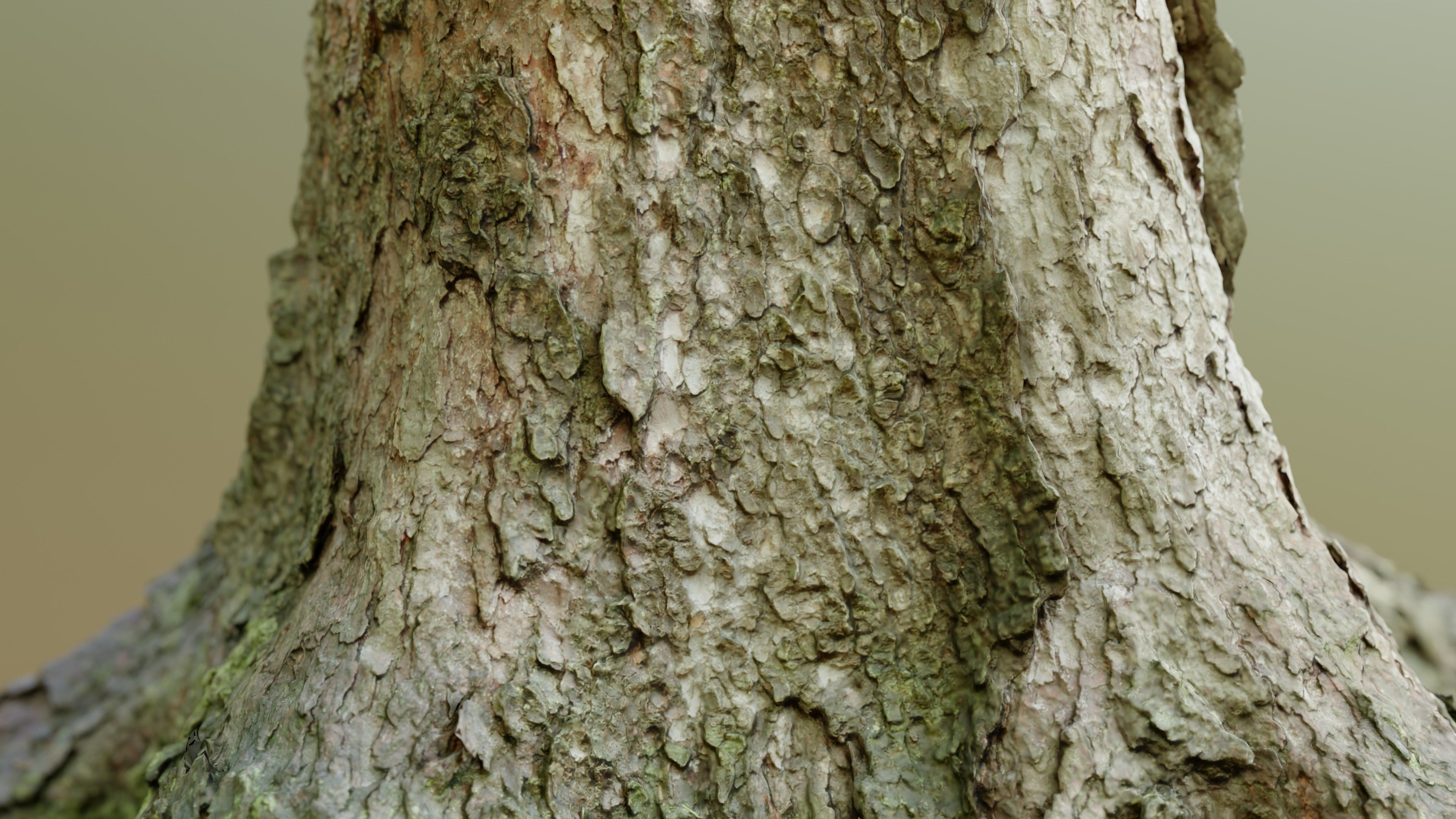 Spruce Tree Trunk Low-poly 3D model_8