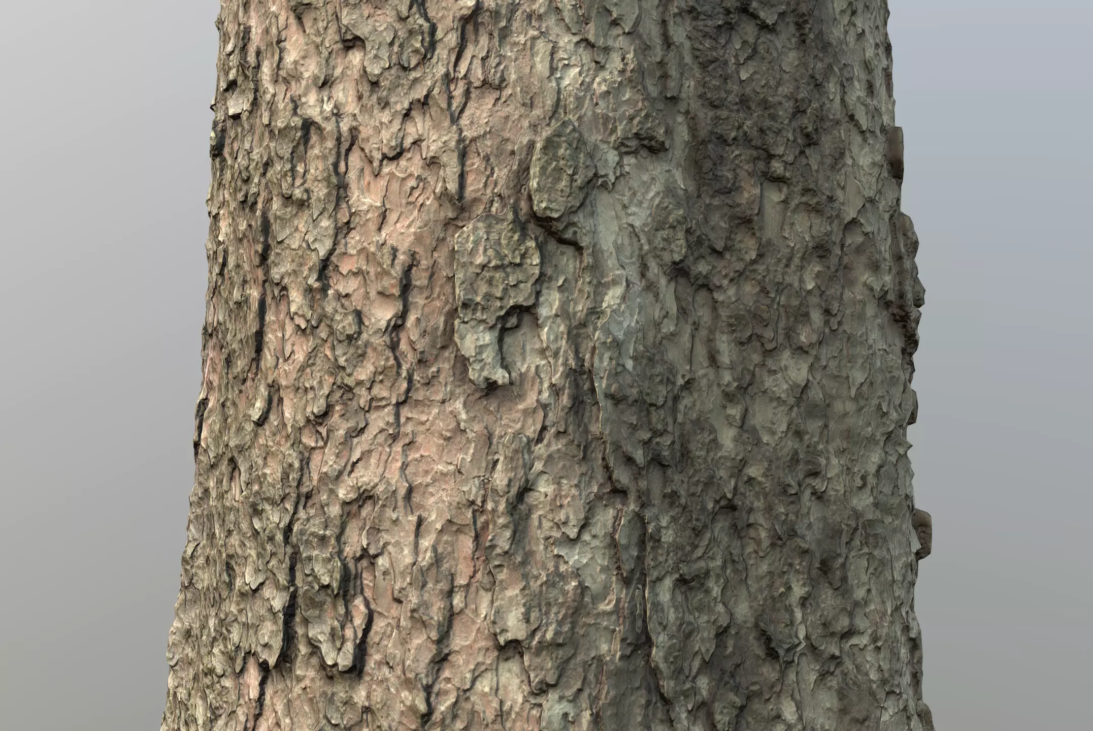 Spruce Tree Trunk Low-poly 3D model_0