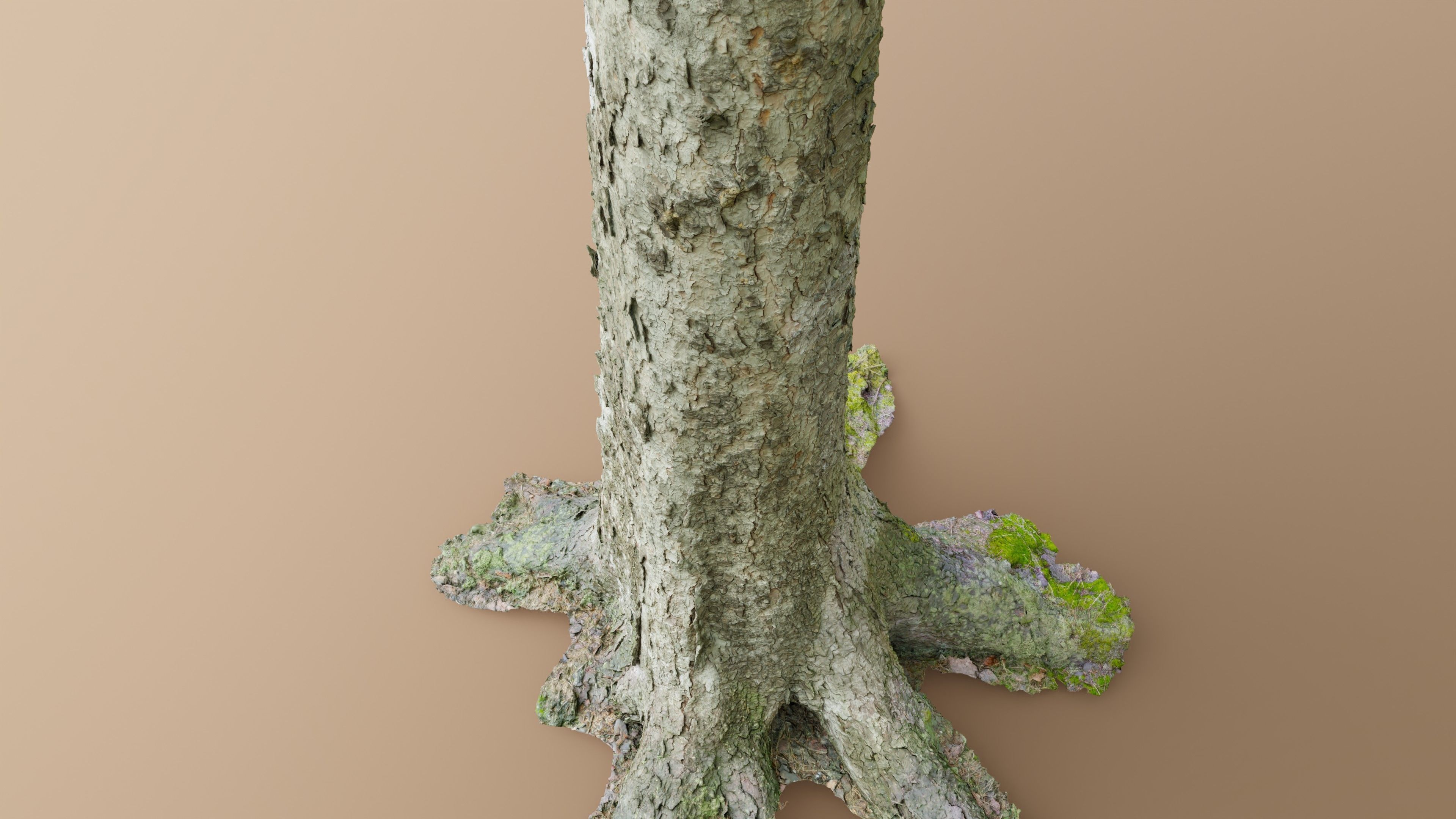 Spruce Tree Trunk Low-poly 3D model_3