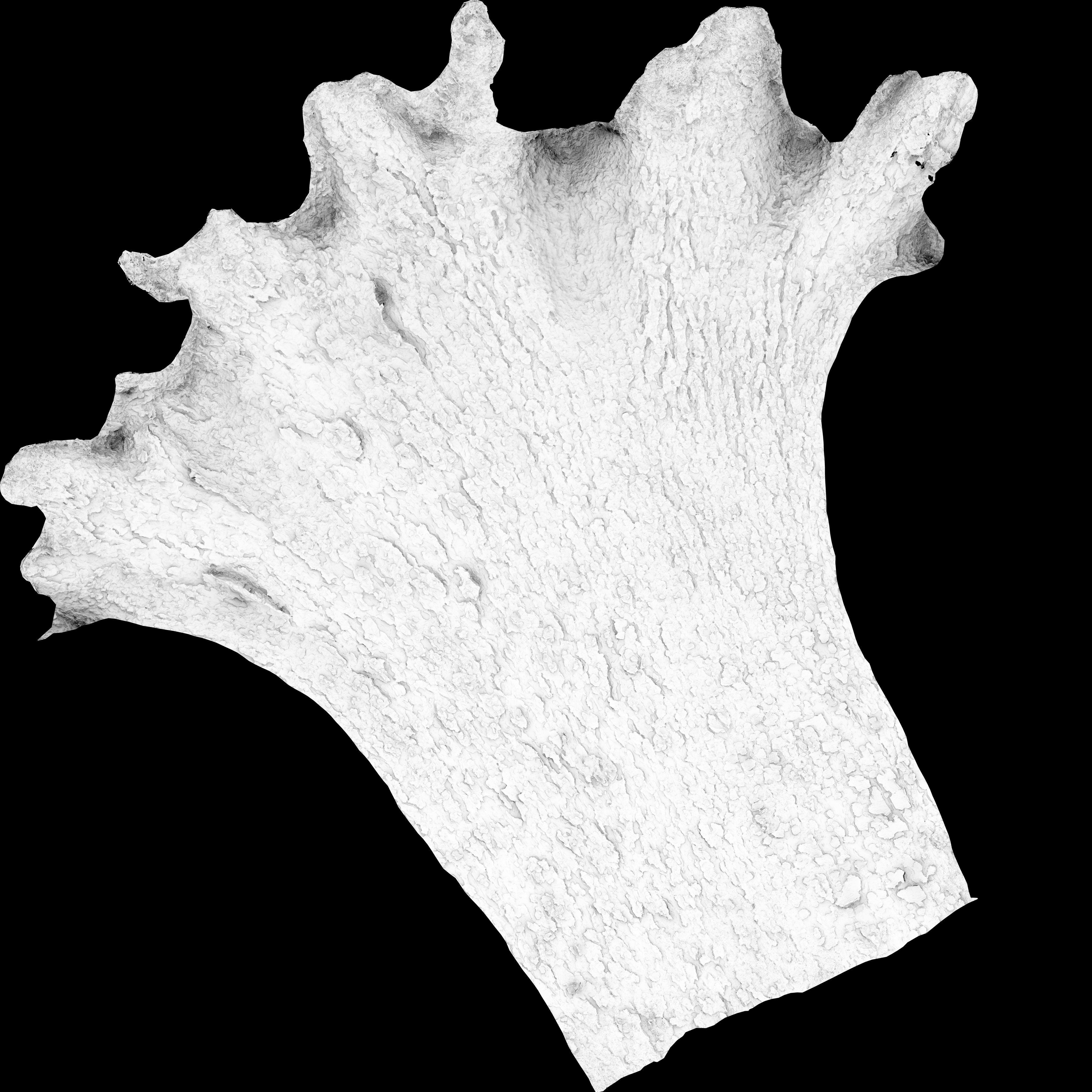 Spruce Tree Trunk Low-poly 3D model_16