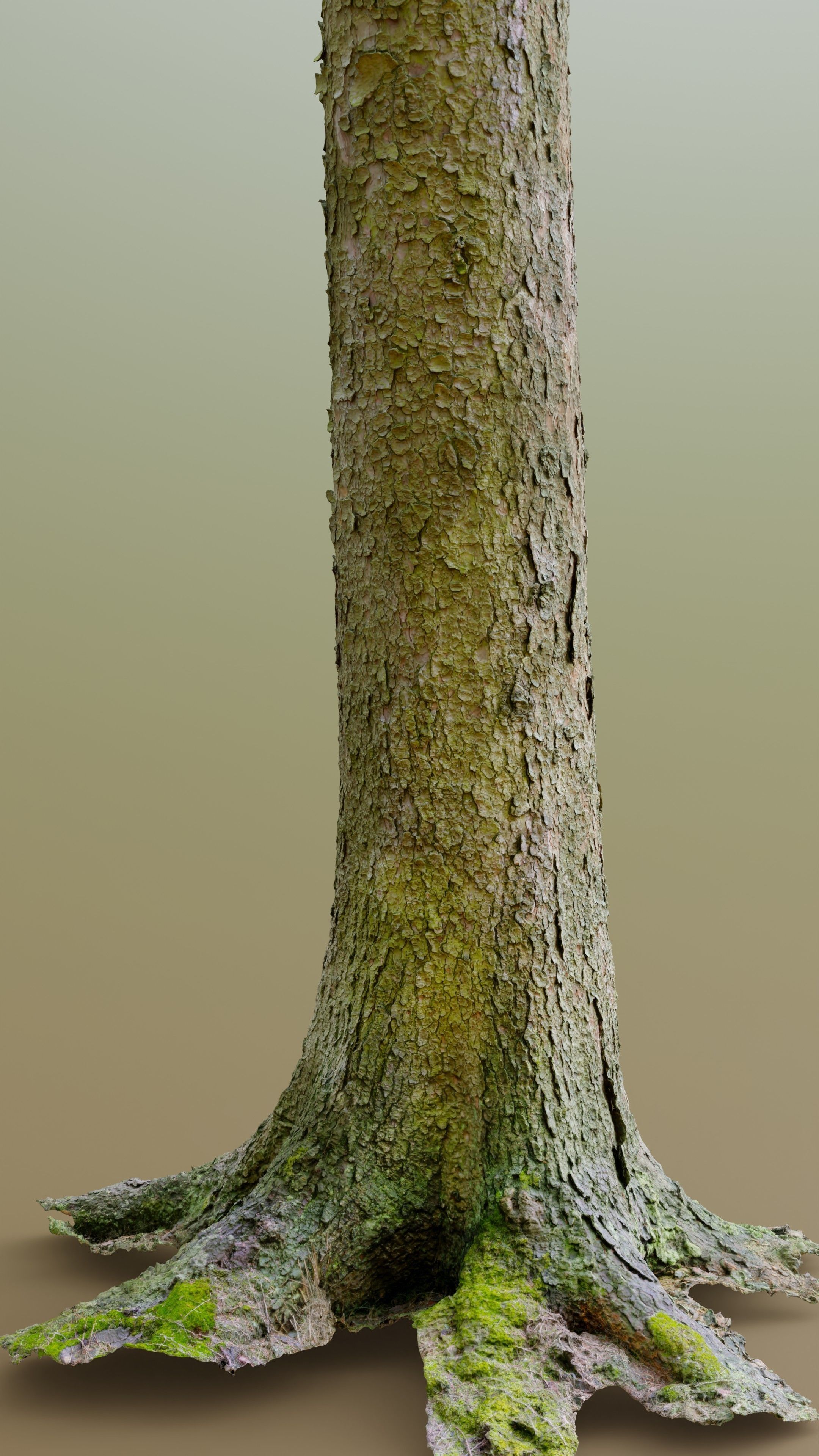 Spruce Tree Trunk Low-poly 3D model_5