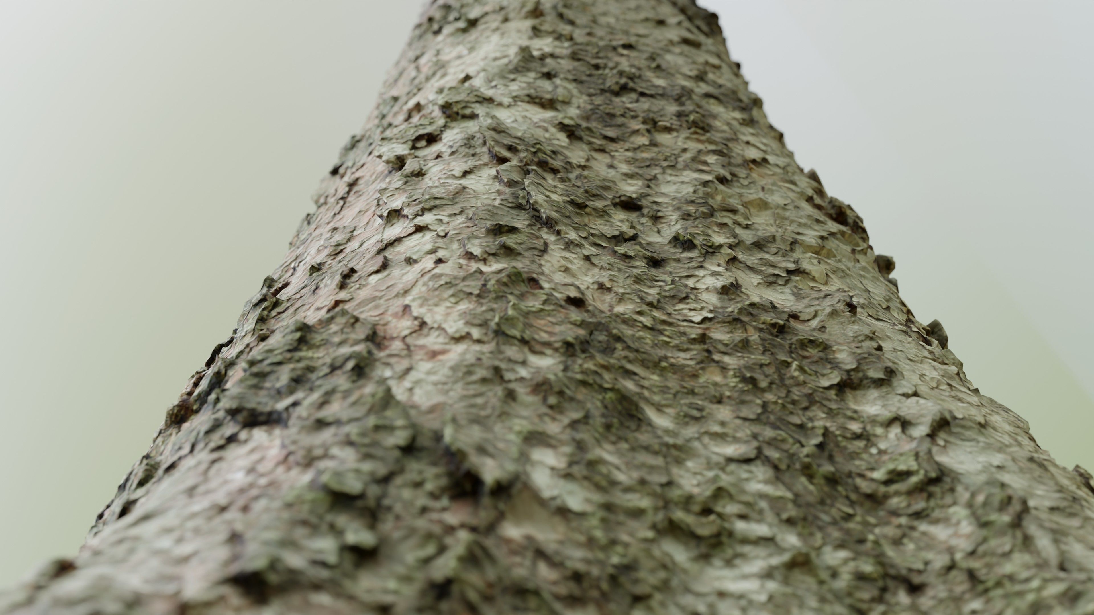 Spruce Tree Trunk Low-poly 3D model_11