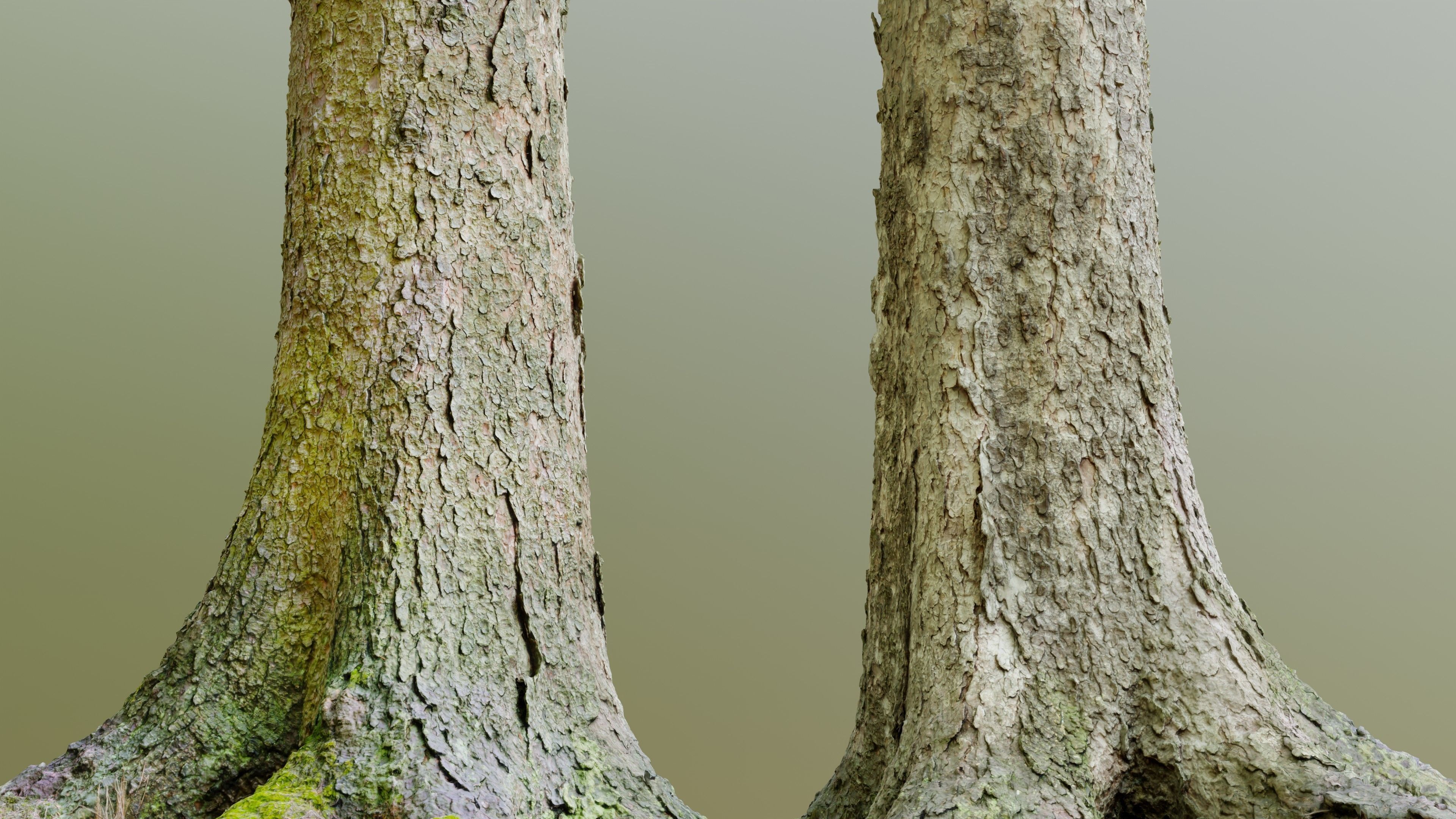 Spruce Tree Trunk Low-poly 3D model_2