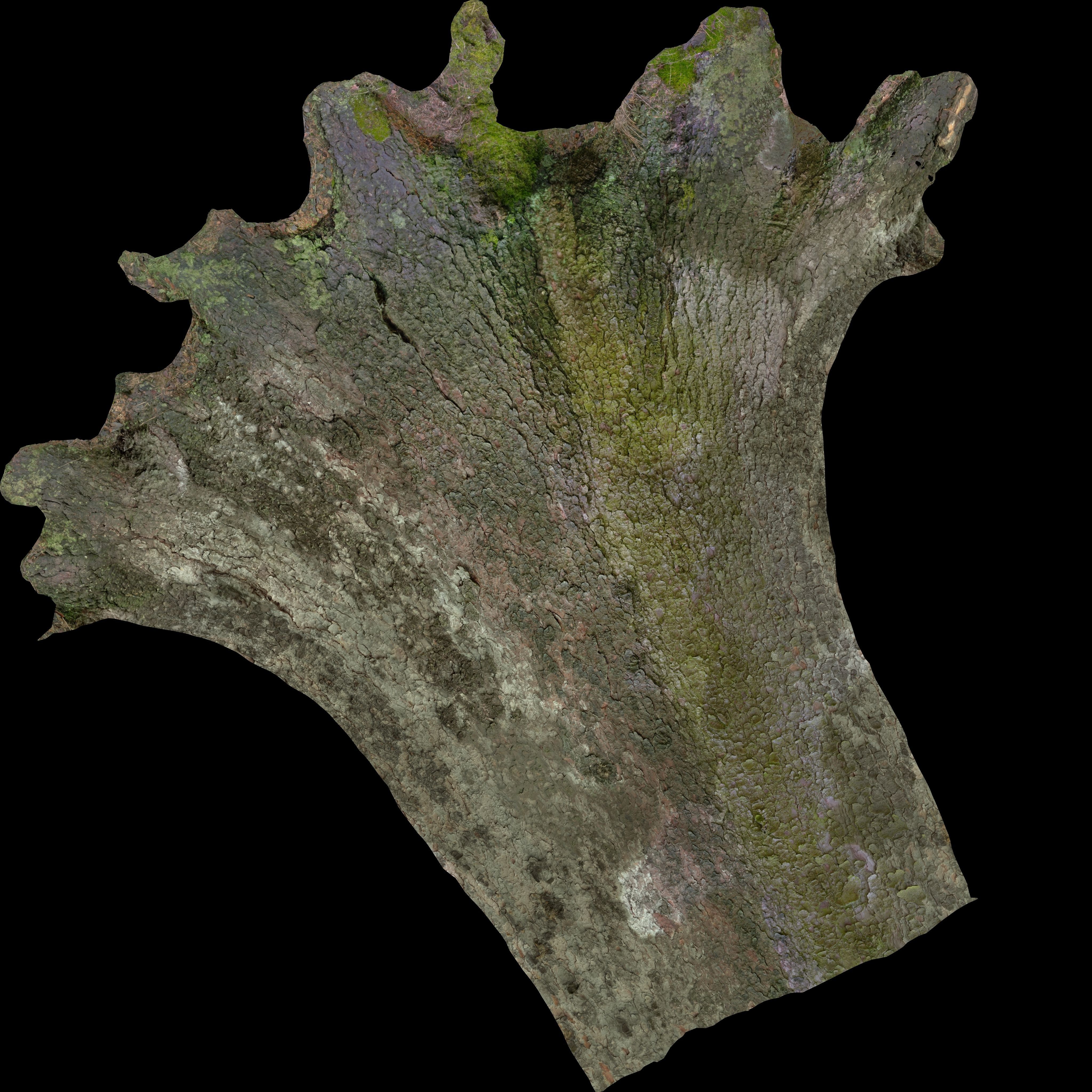 Spruce Tree Trunk Low-poly 3D model_17