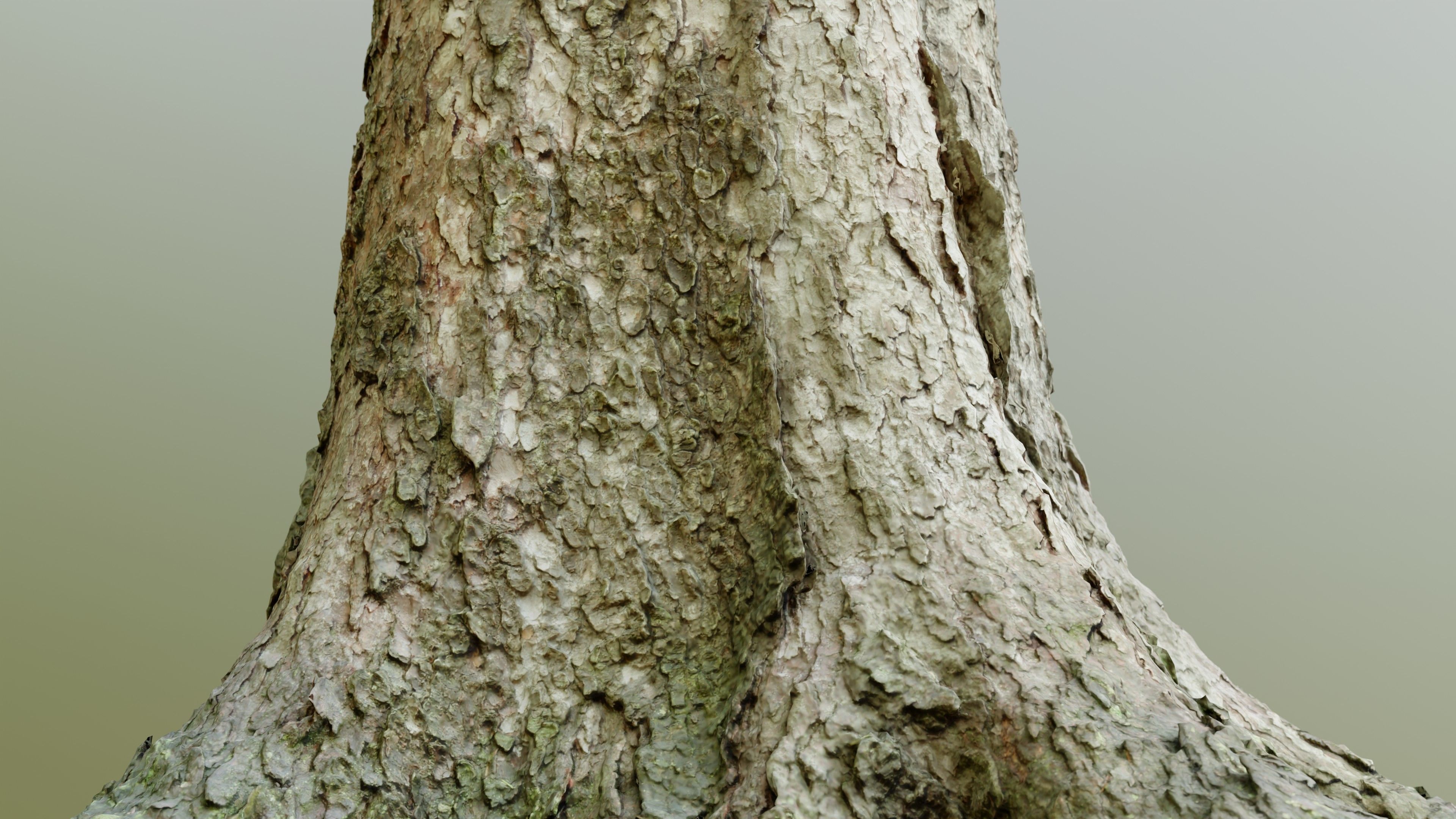 Spruce Tree Trunk Low-poly 3D model_7