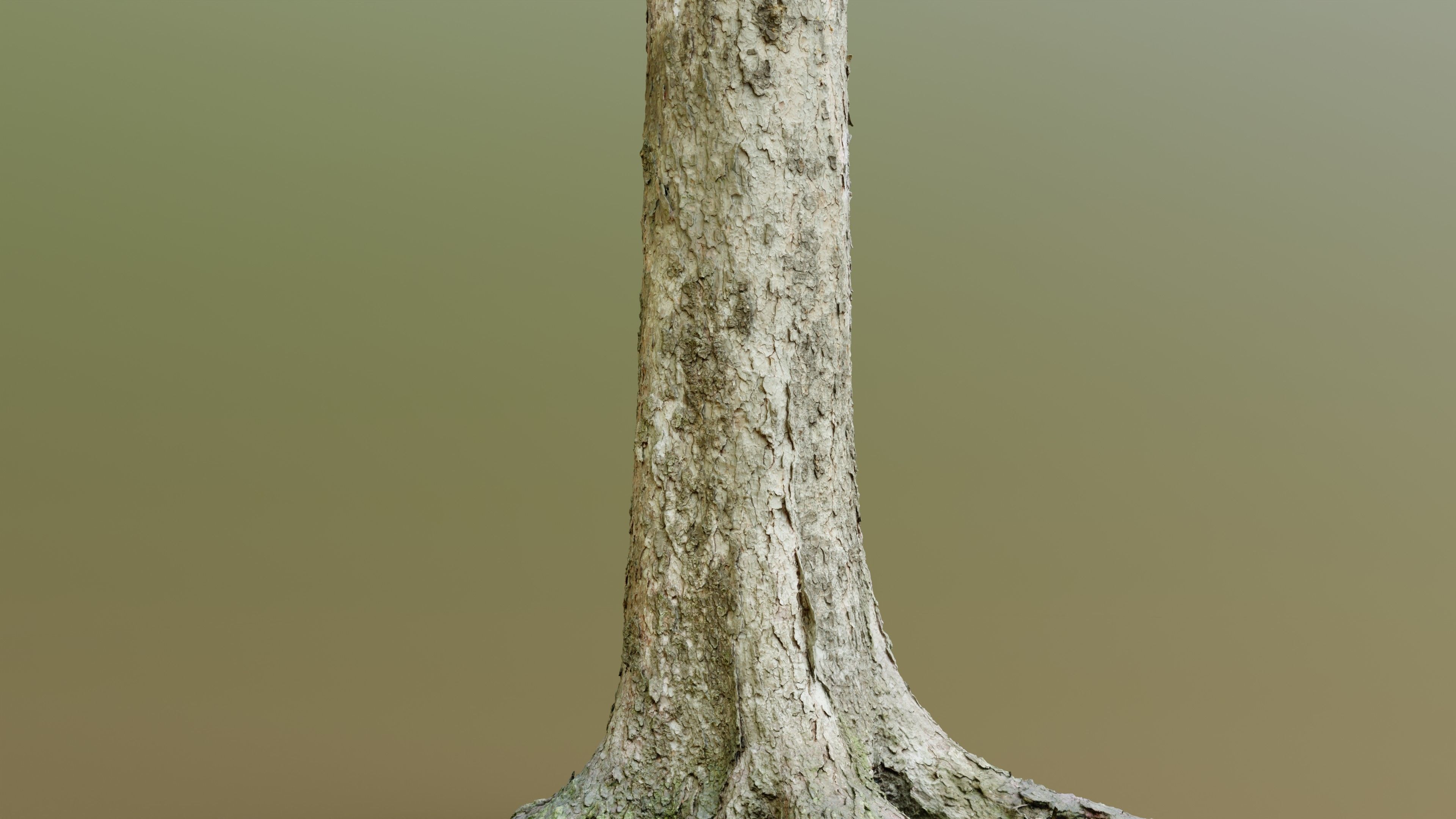 Spruce Tree Trunk Low-poly 3D model_9