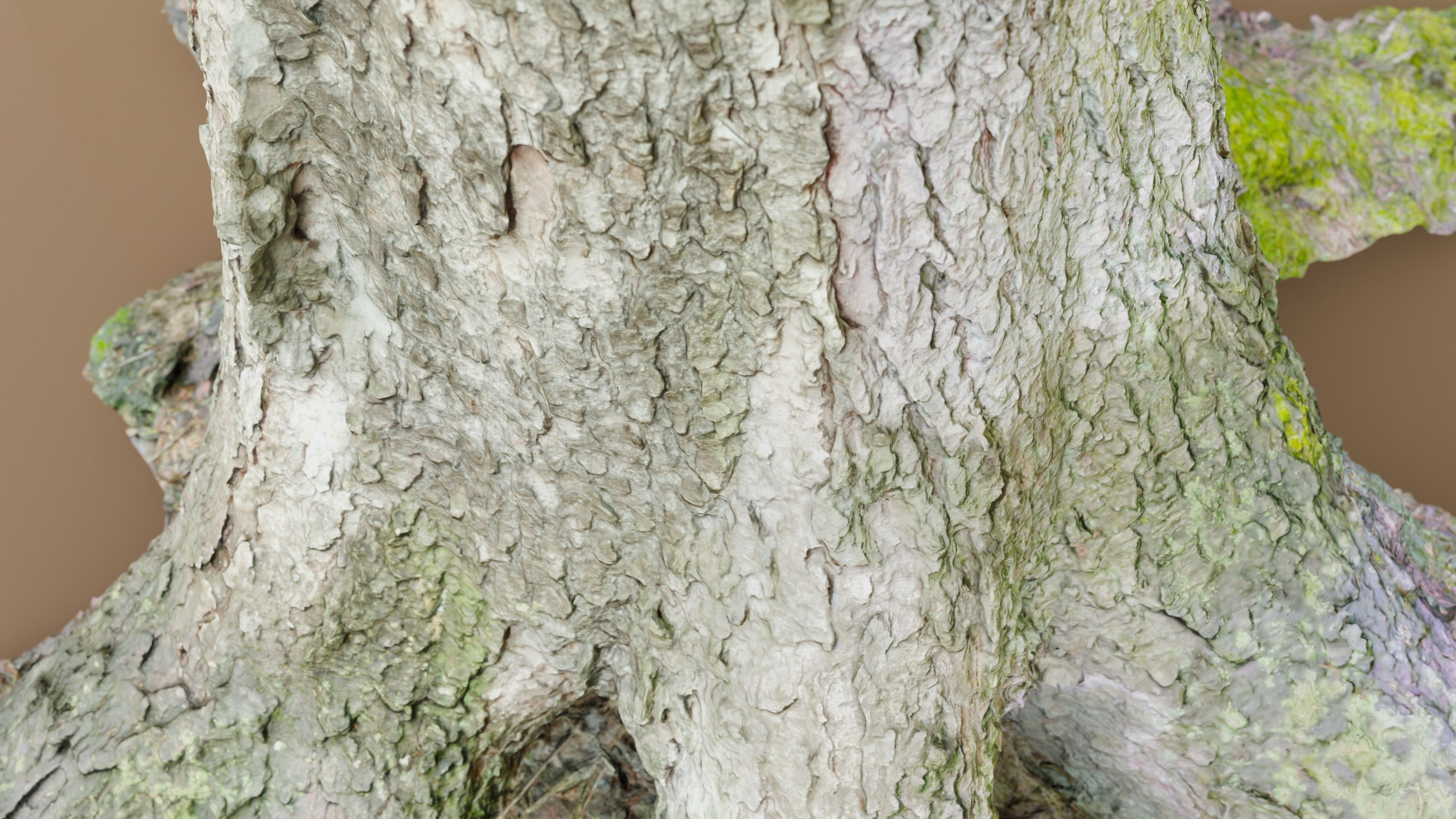 Spruce Tree Trunk Low-poly 3D model_12