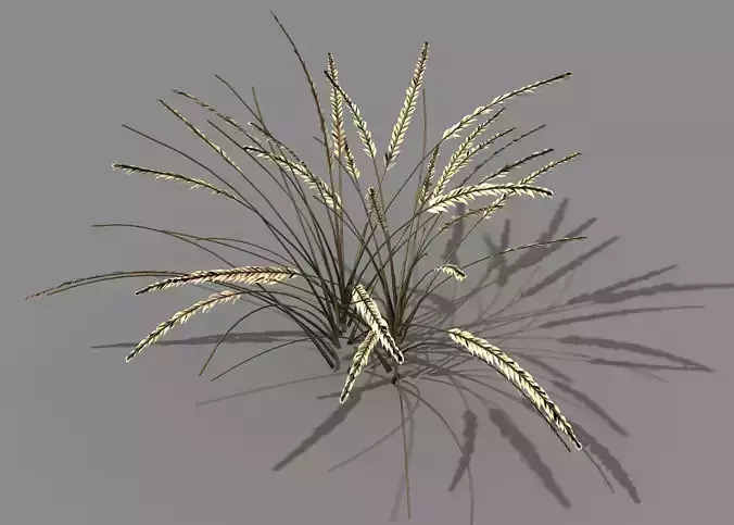 Mountain plants - dog tail grass 01