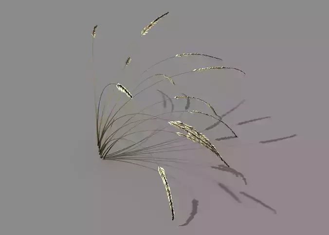 Mountain plants - dog tail grass 03