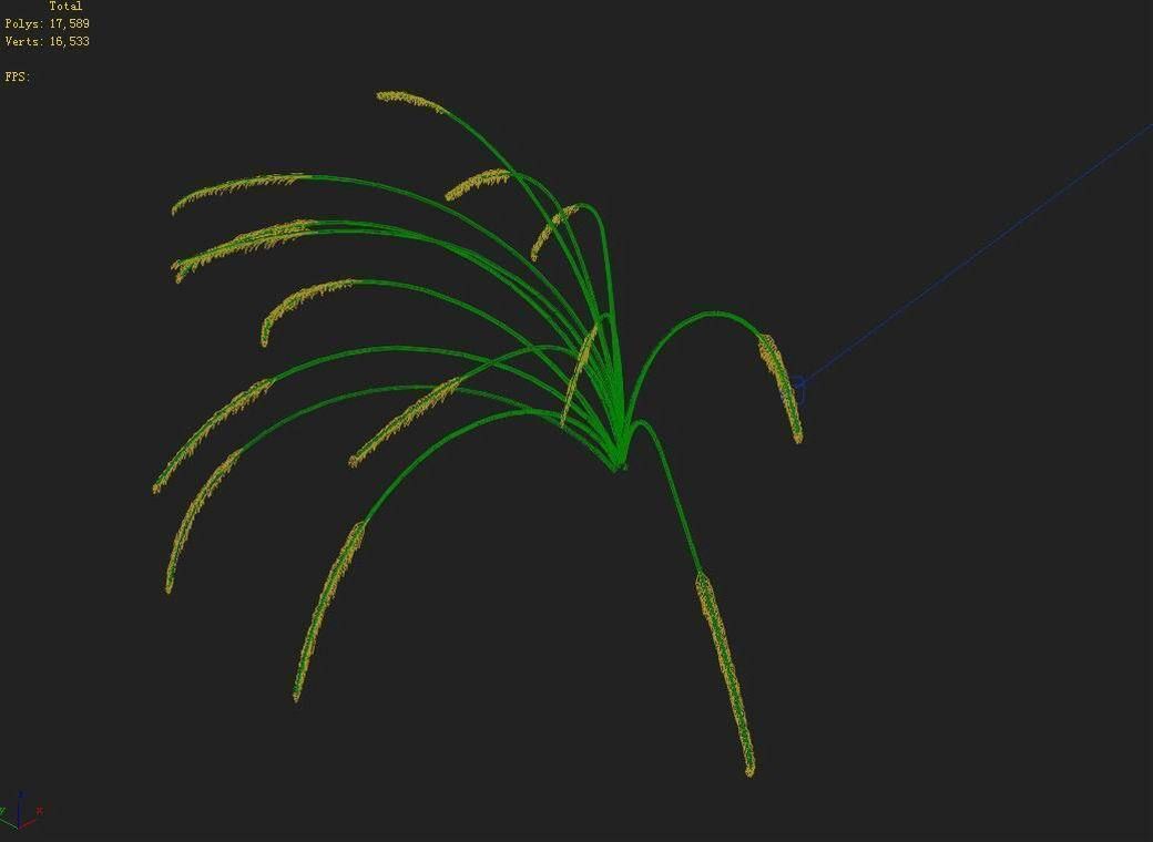 Mountain plants - dog tail grass 04 3D model_3