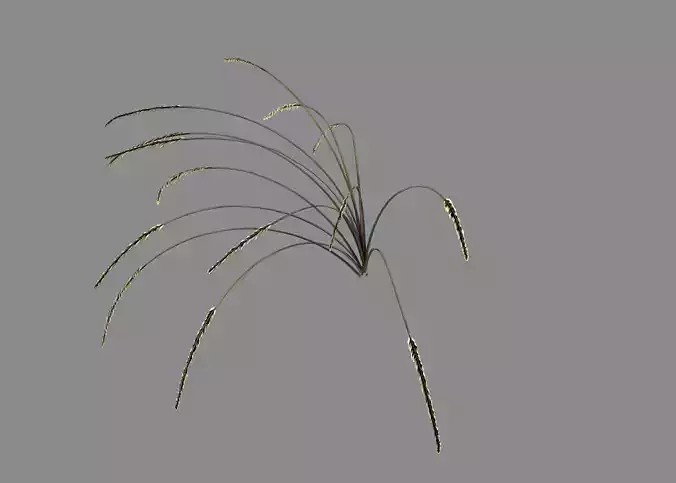 Mountain plants - dog tail grass 04