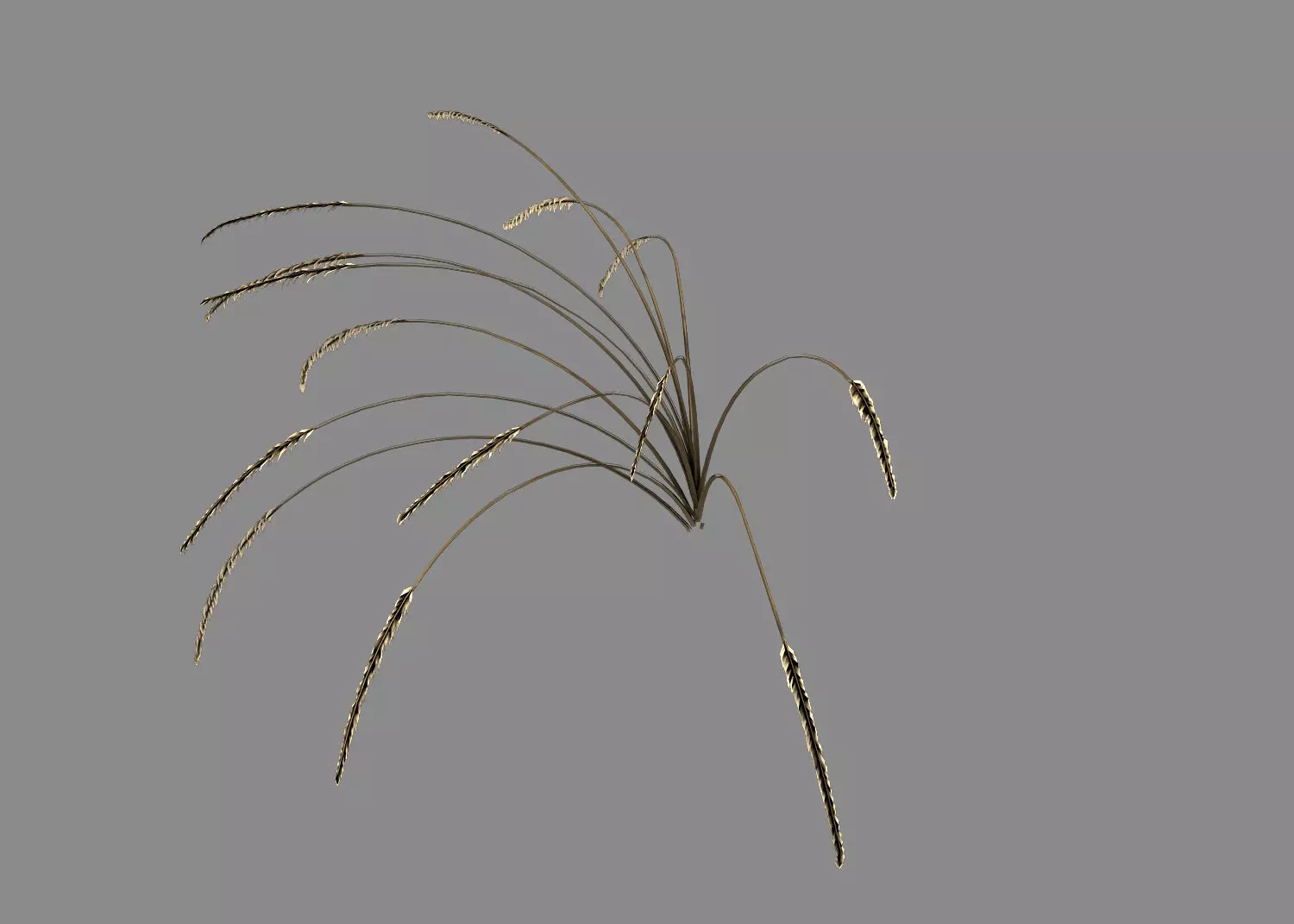 Mountain plants - dog tail grass 04 3D model_0