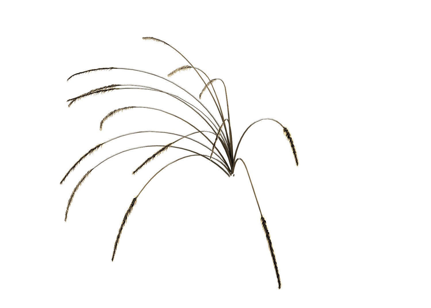 Mountain plants - dog tail grass 04 3D model_1