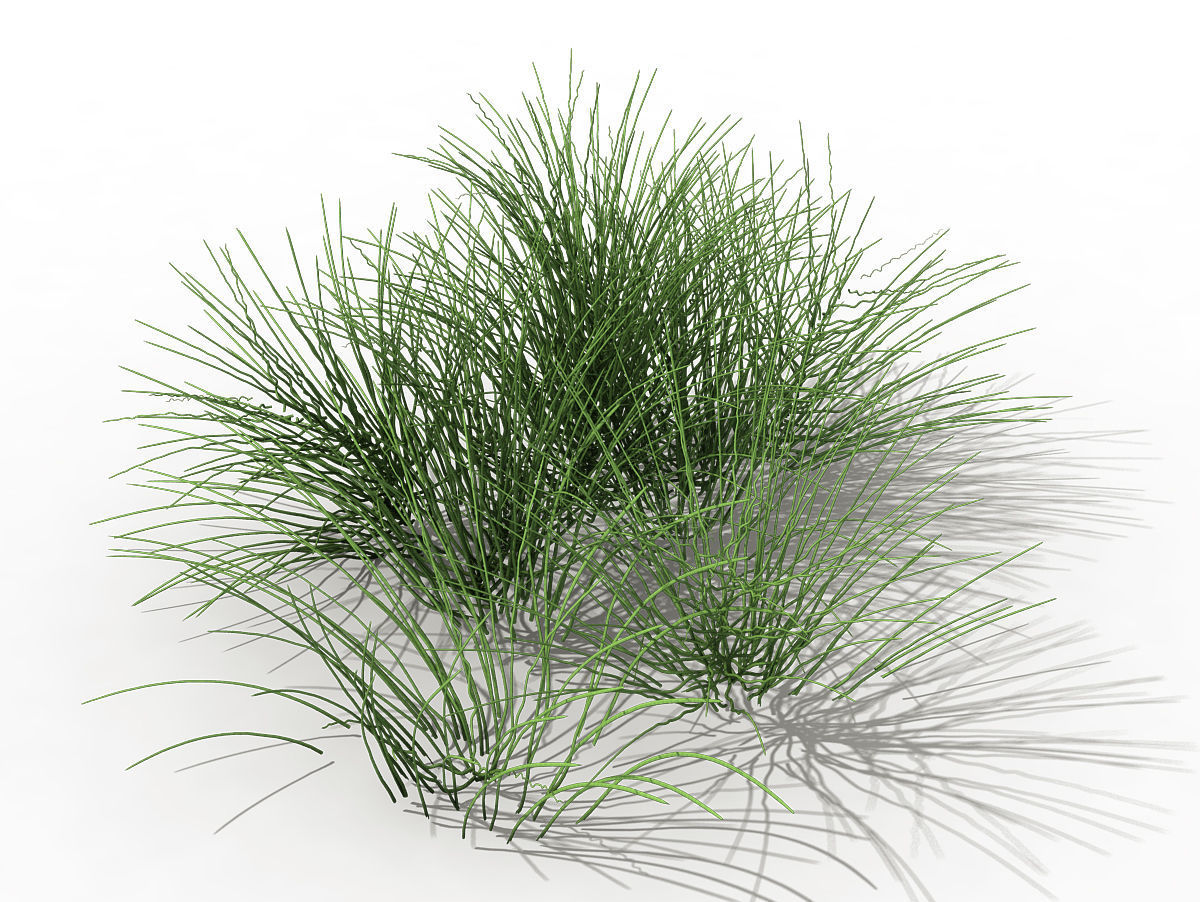 Mountain plants - flowers 03 3D model_1