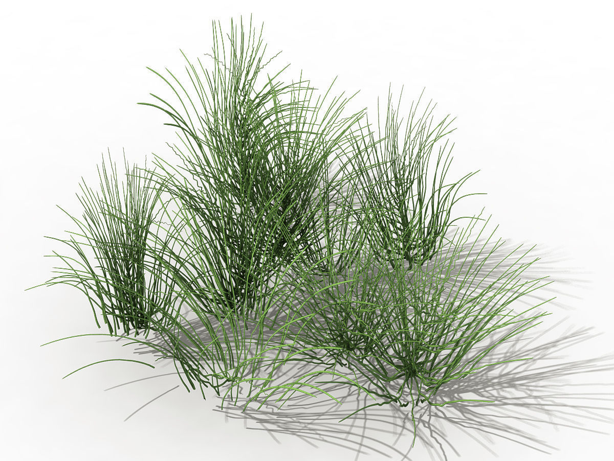 Mountain plants - flowers 04 3D model_1