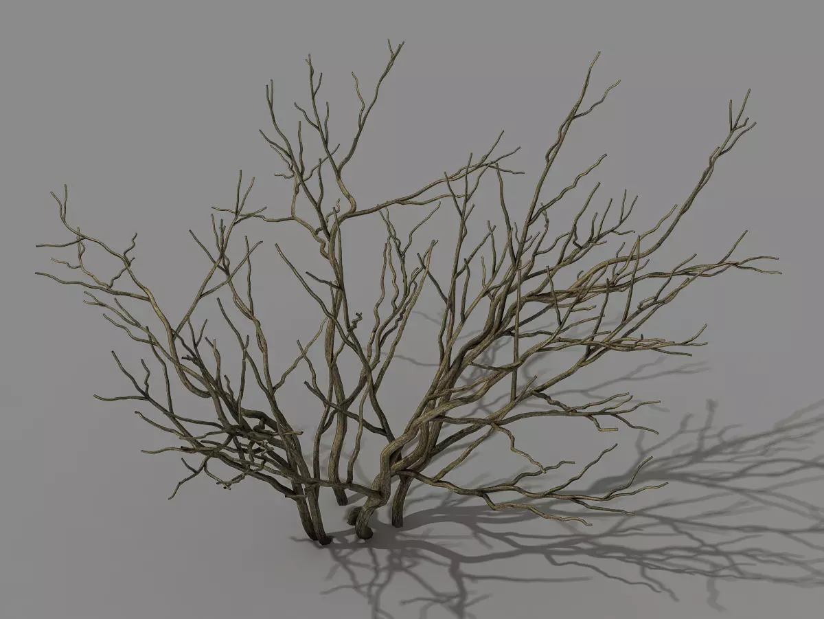 Mountain plants - shrubs 01 3D model_0
