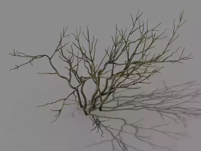 Mountain plants - shrubs 02