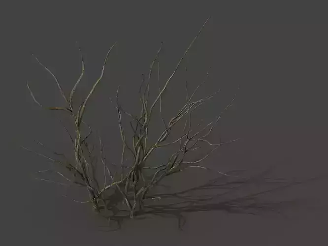 Mountain plants - dry shrubs 03