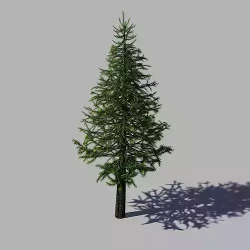 Woods - fir tree 01