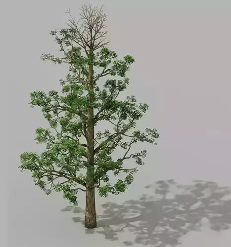 Shanglin Yuan - plant - broadleaf tree 01