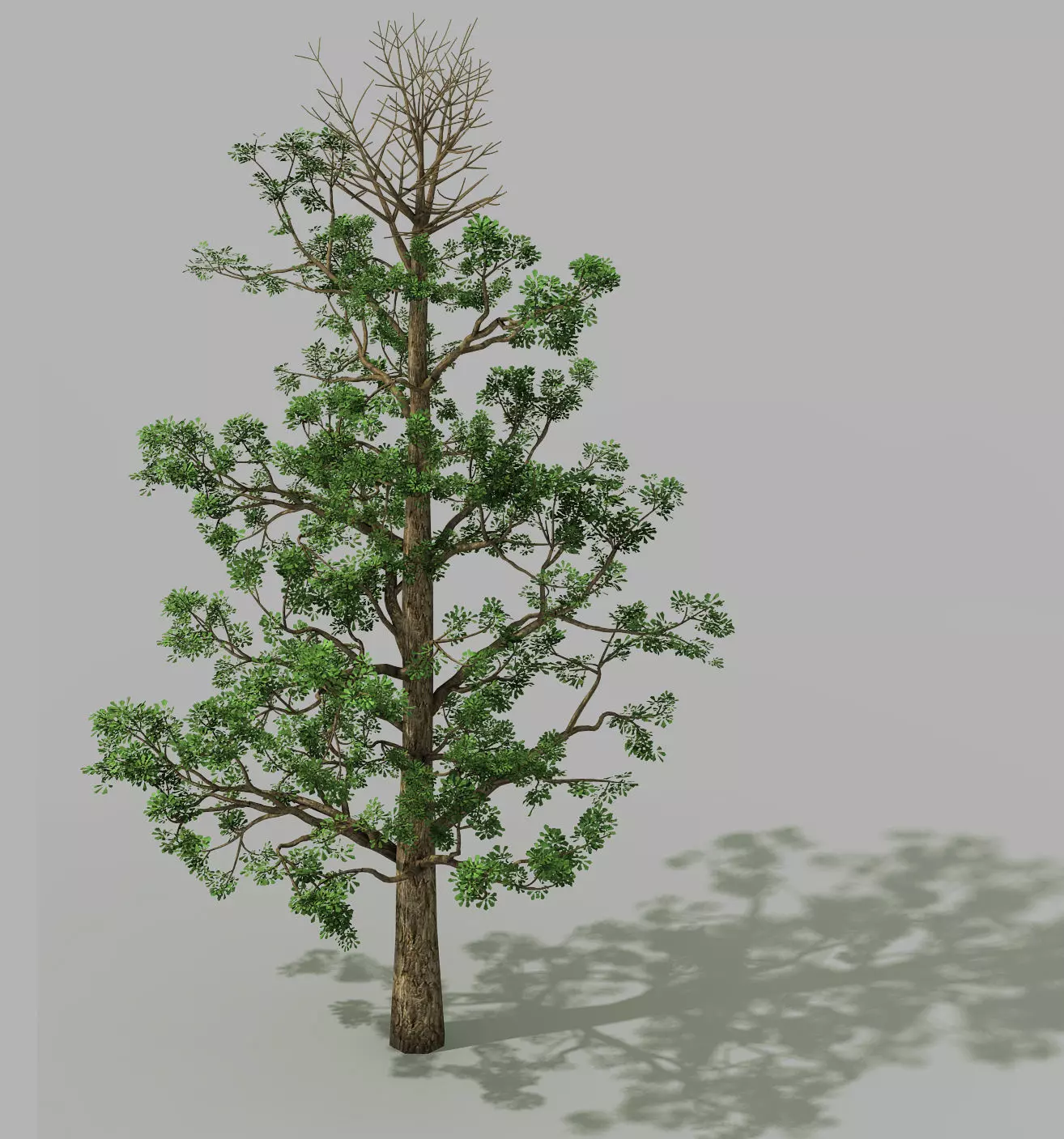Shanglin Yuan - plant - broadleaf tree 01 3D model_0