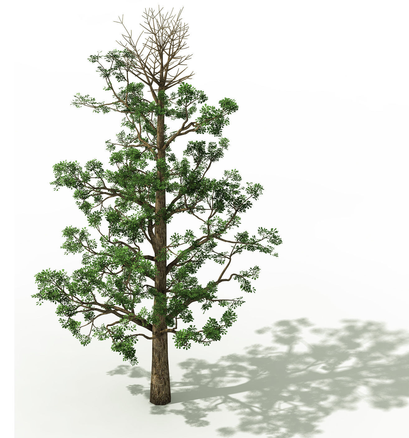 Shanglin Yuan - plant - broadleaf tree 01 3D model_1