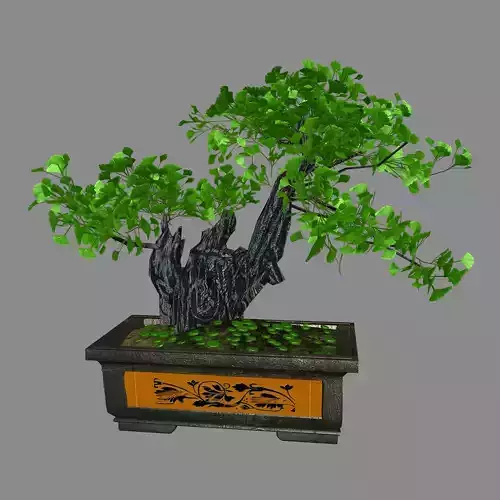 Indoor - potted plants - plants 08