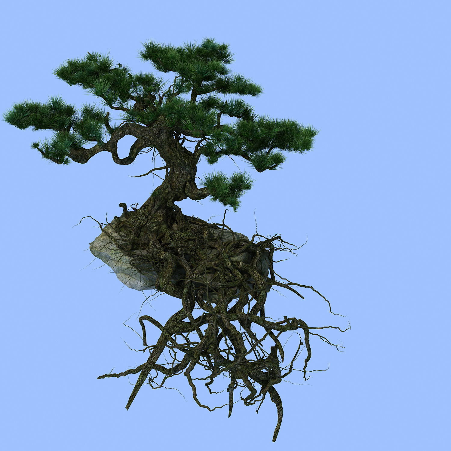 Woods - Plants - Pine 23 3D model_1
