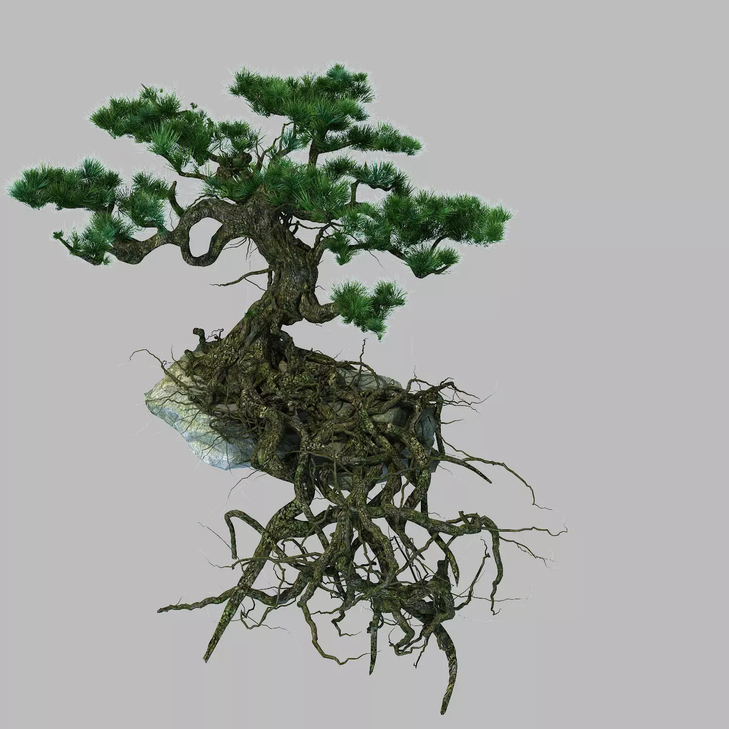 Woods - Plants - Pine 23 3D model_0