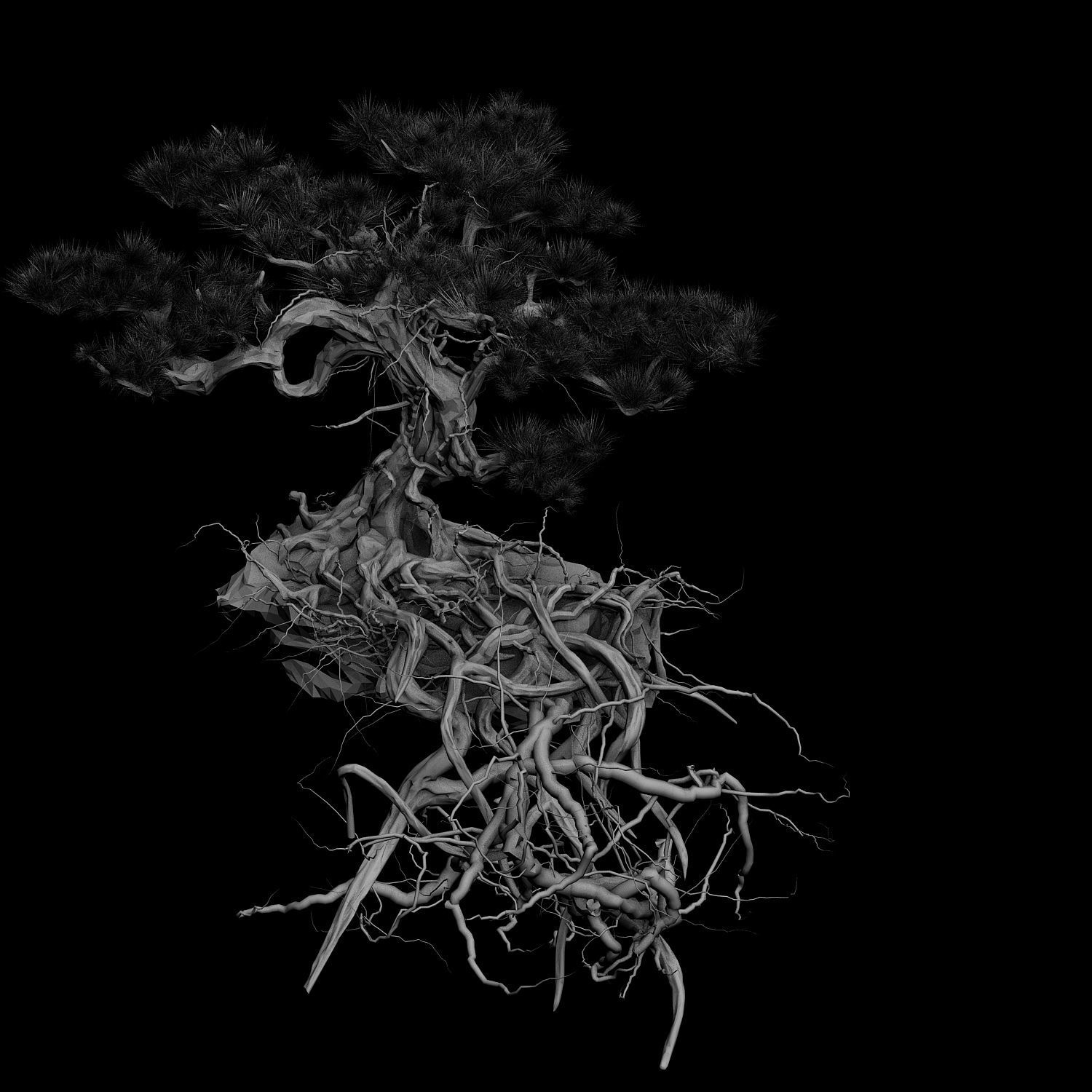 Woods - Plants - Pine 23 3D model_3