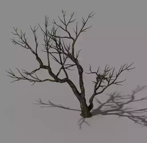 Explore the mountains - dead wood 07