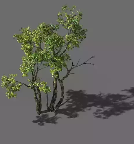 Explore the mountains - Grove 02