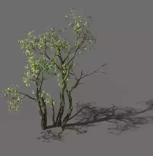 Explore the mountains - Grove 03