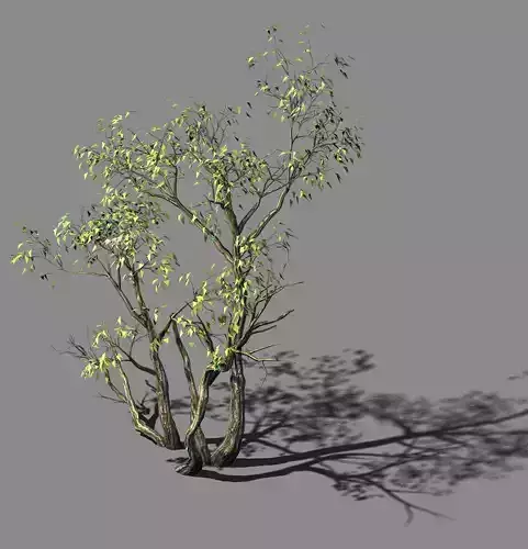 Explore the mountains - grove 04