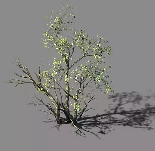 Explore the mountains - Grove 05