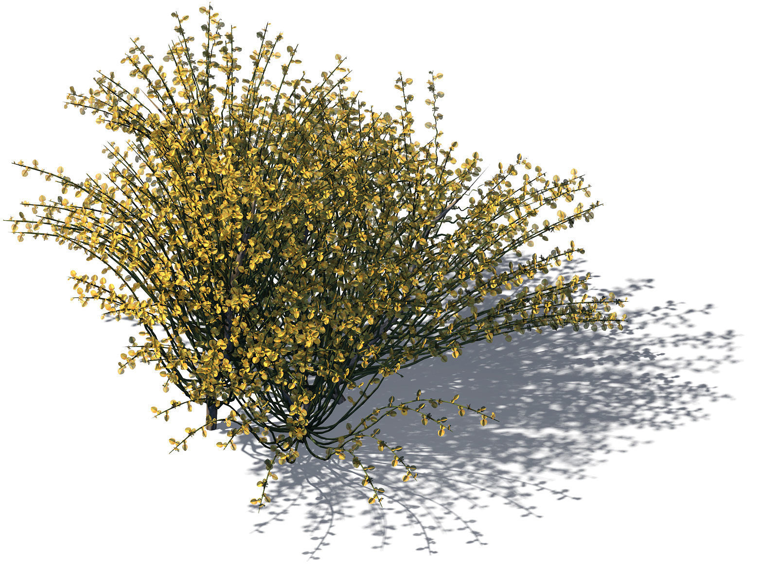 Explore the mountains - plants - shrubs 02 3D model_1