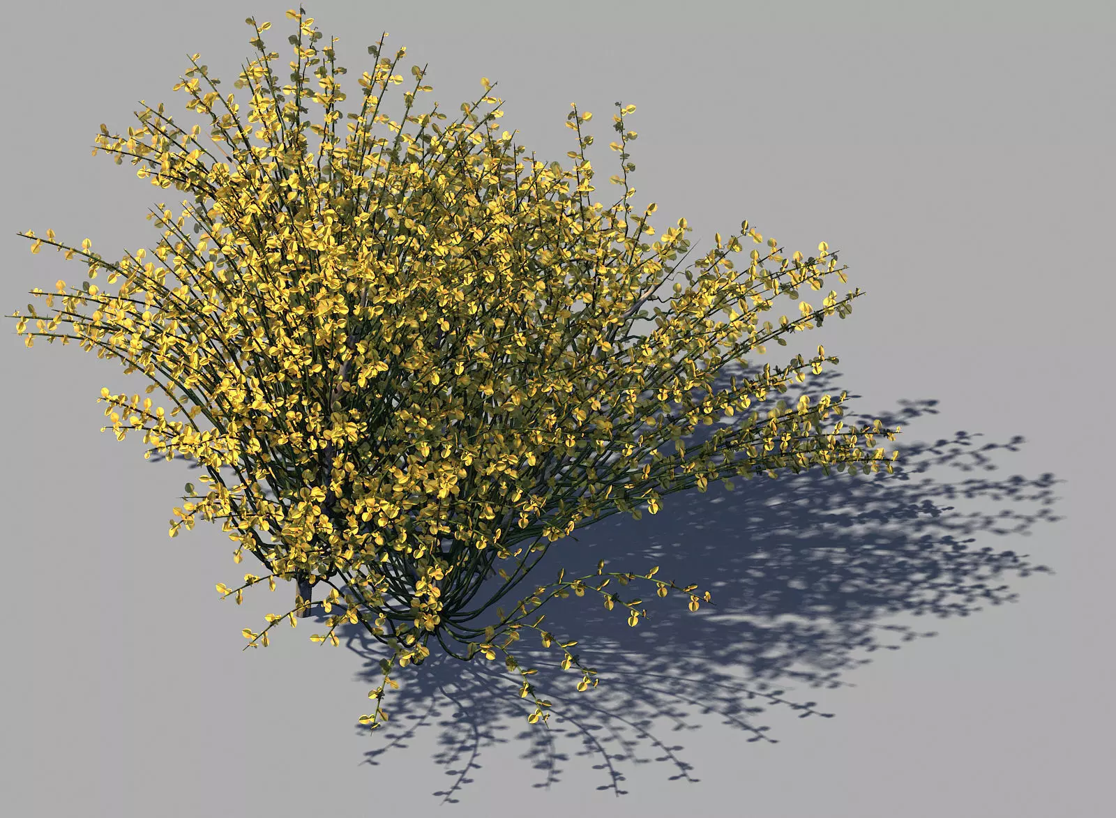 Explore the mountains - plants - shrubs 02 3D model_0