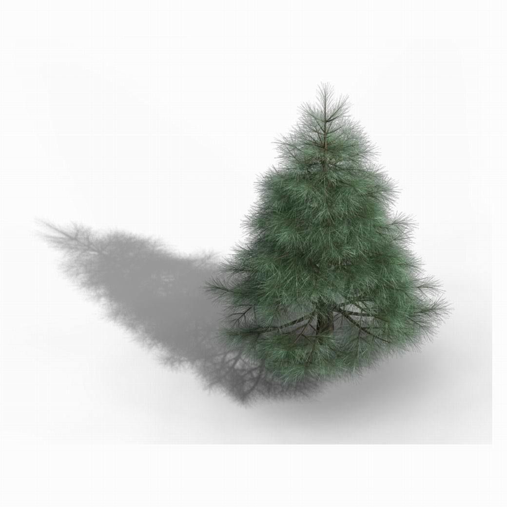 Tianyin Temple - Pine 01 3D model_3