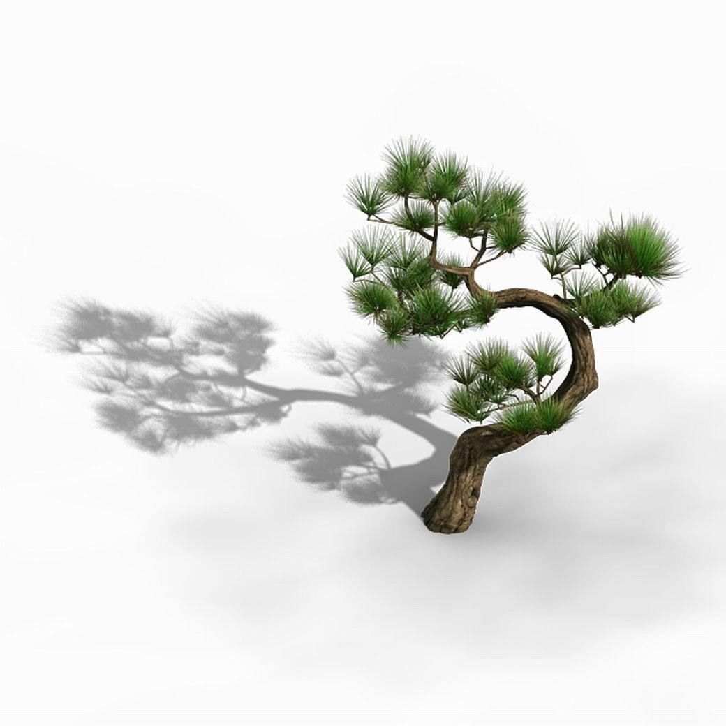 Tianyin Temple - Pine 03 3D model_1