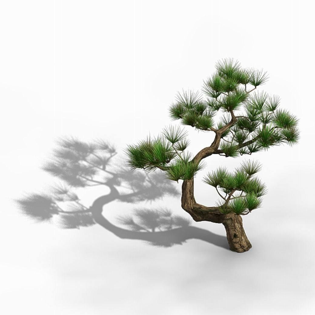 Tianyin Temple - Pine 03 3D model_5